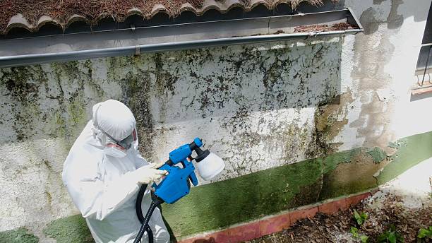 Trusted Black Mold Removal service in Riverside, IL - Cheap Mold Removal